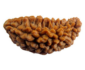 1 Mukhi Rudraksha