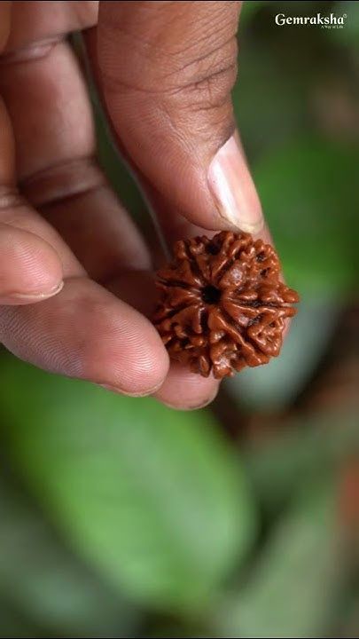 7 Mukhi Nepal Rudraksha (Collective)