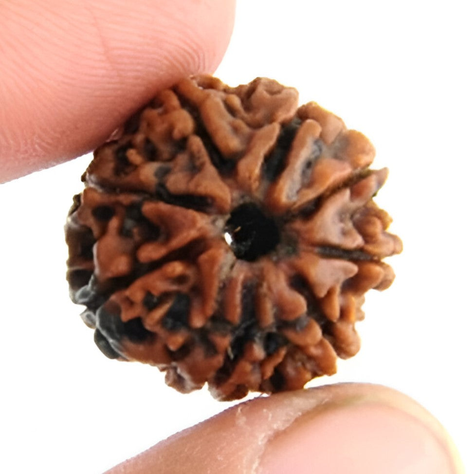 8 Mukhi Nepali Rudraksha