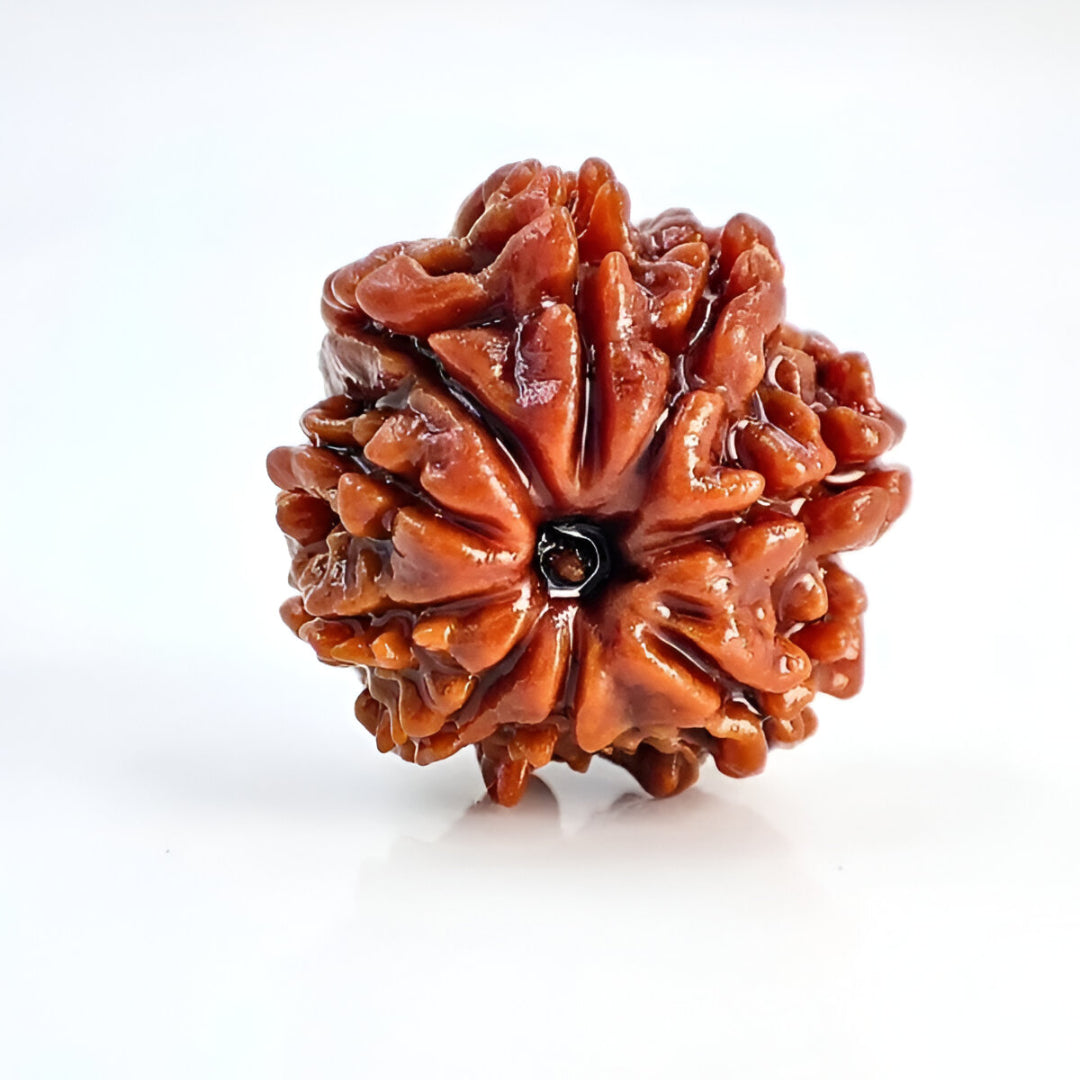 Natural 9 Mukhi Nepali Rudraksha bead for protection and Ketu dosha.