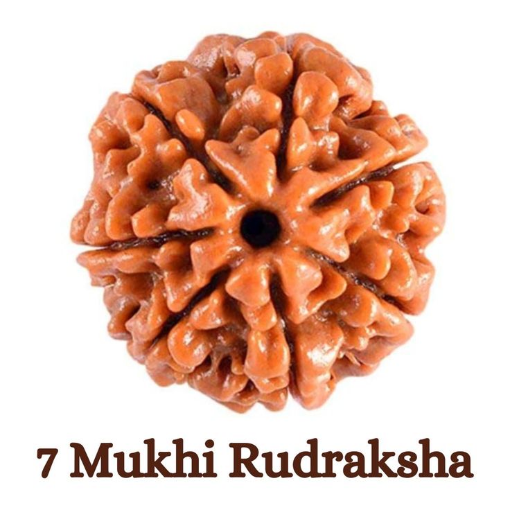 7 Mukhi Nepal Rudraksha (Collective)
