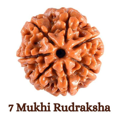 7 Mukhi Nepal Rudraksha (Collective)