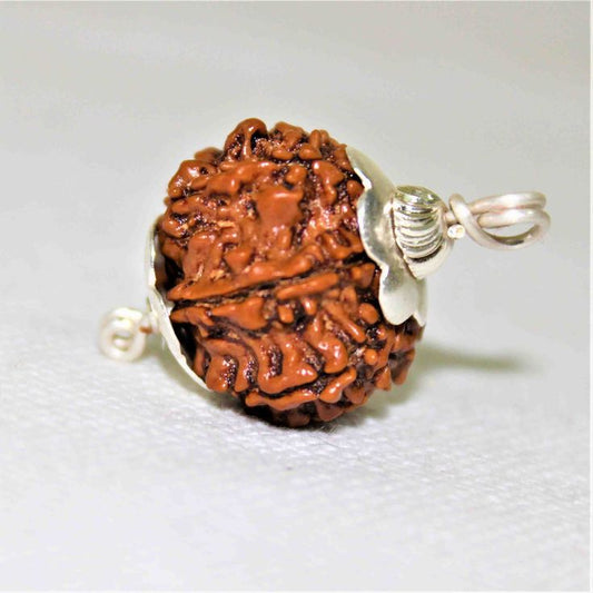 7 Mukhi Nepal Rudraksha (Collective)