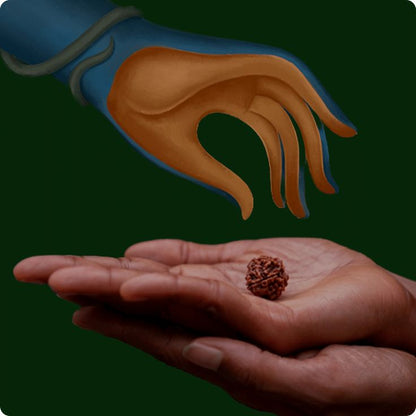 7 Mukhi Nepal Rudraksha (Collective)